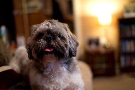Dog With Protruding Tongue photo