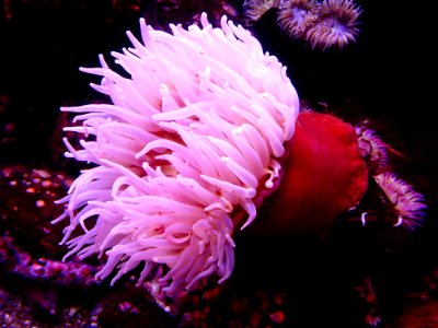 Pink And Red Seaweeds