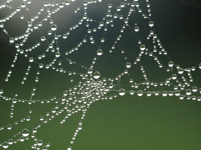 Spiderweb With Raindrops photo