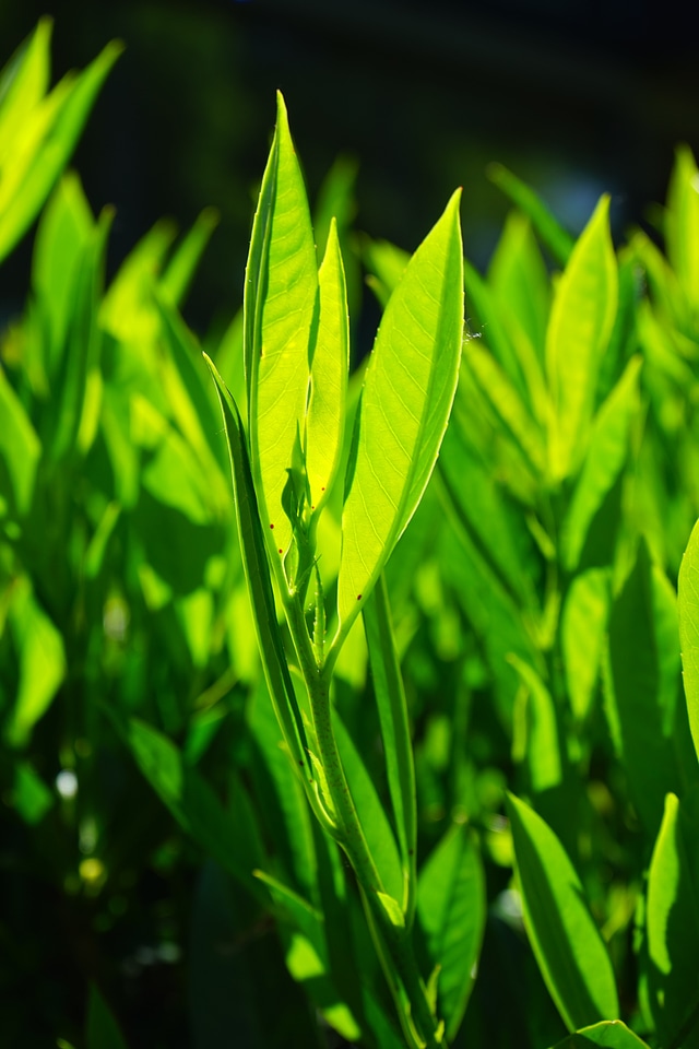 Backlighting light green shades of green