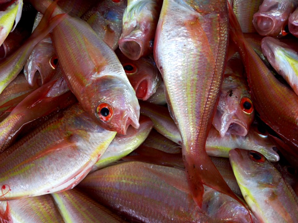 Group Of Pink And White Fish