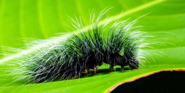 Black And White Hairy Caterpillar On Top Of Green Leaf photo