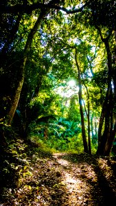 Forest Path