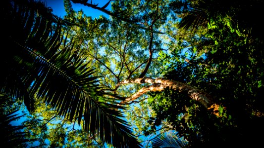 Palm Tree In Forest