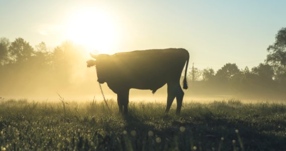 Cow On Field At Sunrise