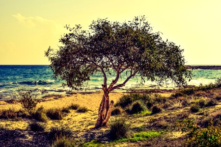 Tree On Beach