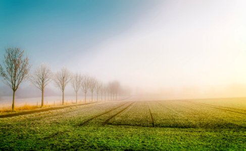 Field Of Crops At Sunrise photo