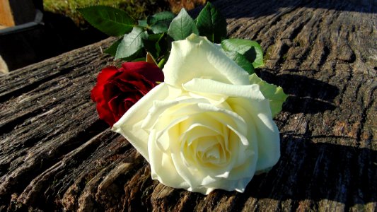 White And Red Roses