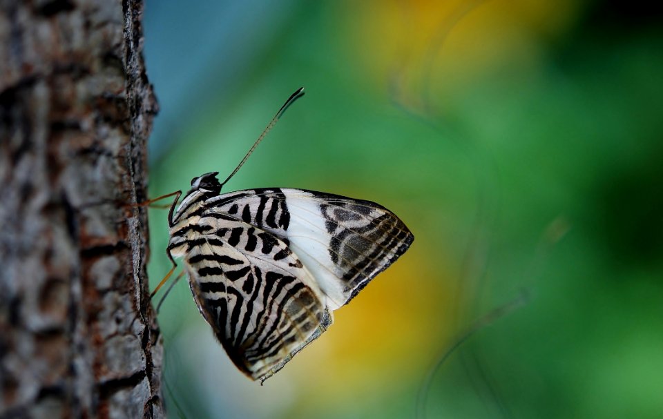 Black And White Butterfly