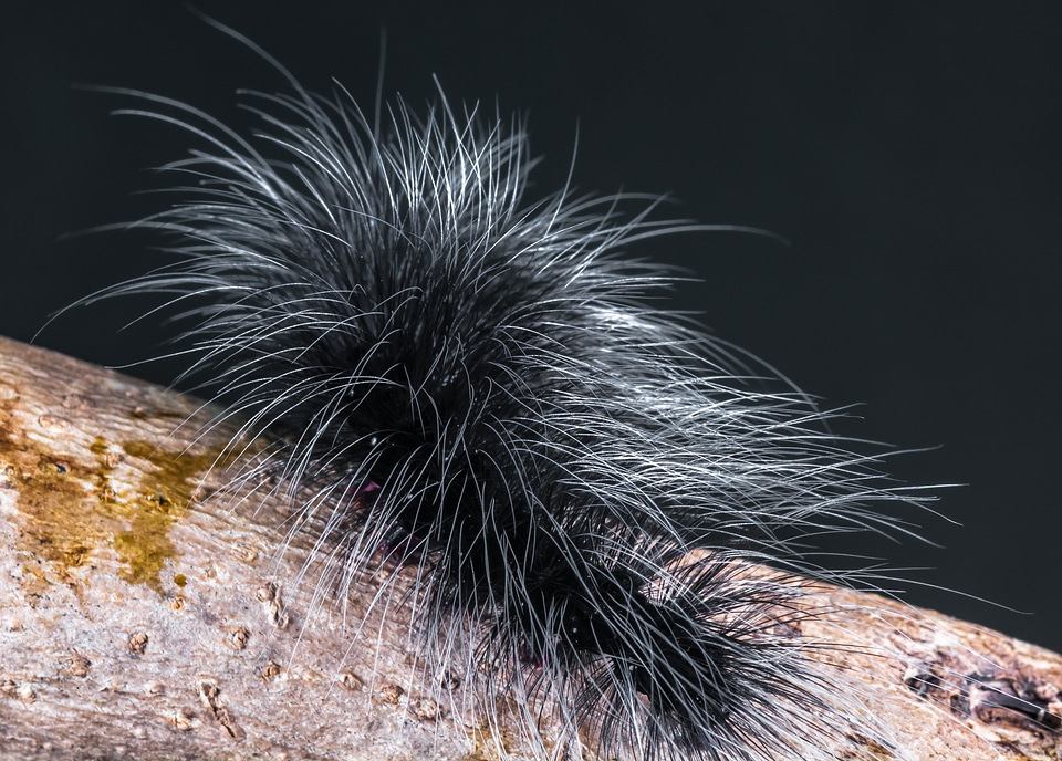 Prickly hairy close up