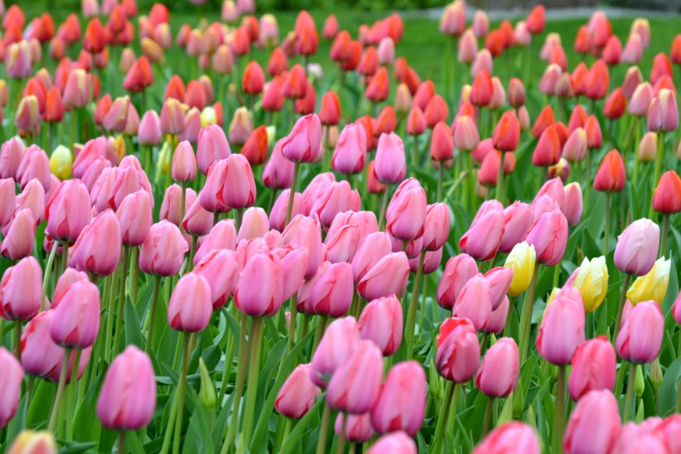 Field Of Purple And Red Tulips