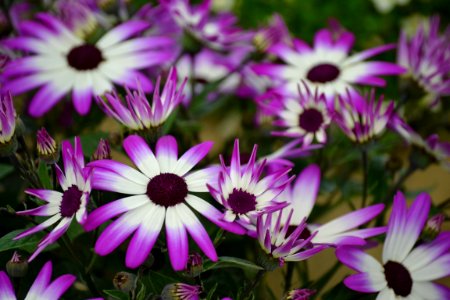 Violet And White Flowers photo