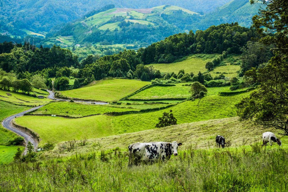 Cows On Green Hillside