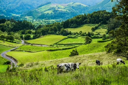 Cows On Green Hillside photo