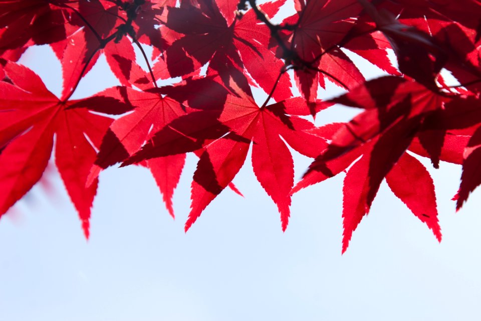 Red Leaf Maple Leaf Tree