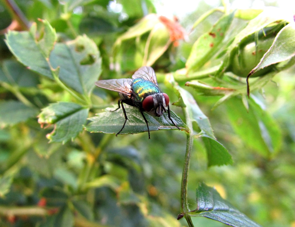 Fly insect animals