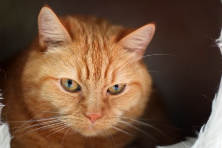 Close Up Photo Of Orange Tabby Cat photo