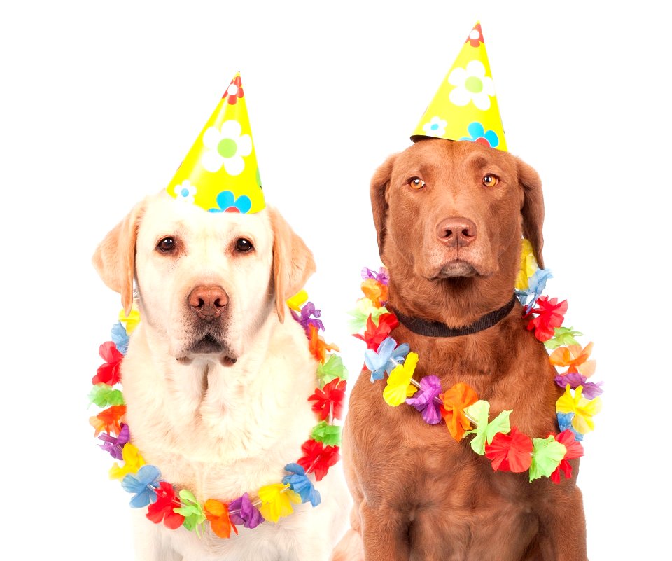 Dog Party Hat Dog Like Mammal Dog Breed