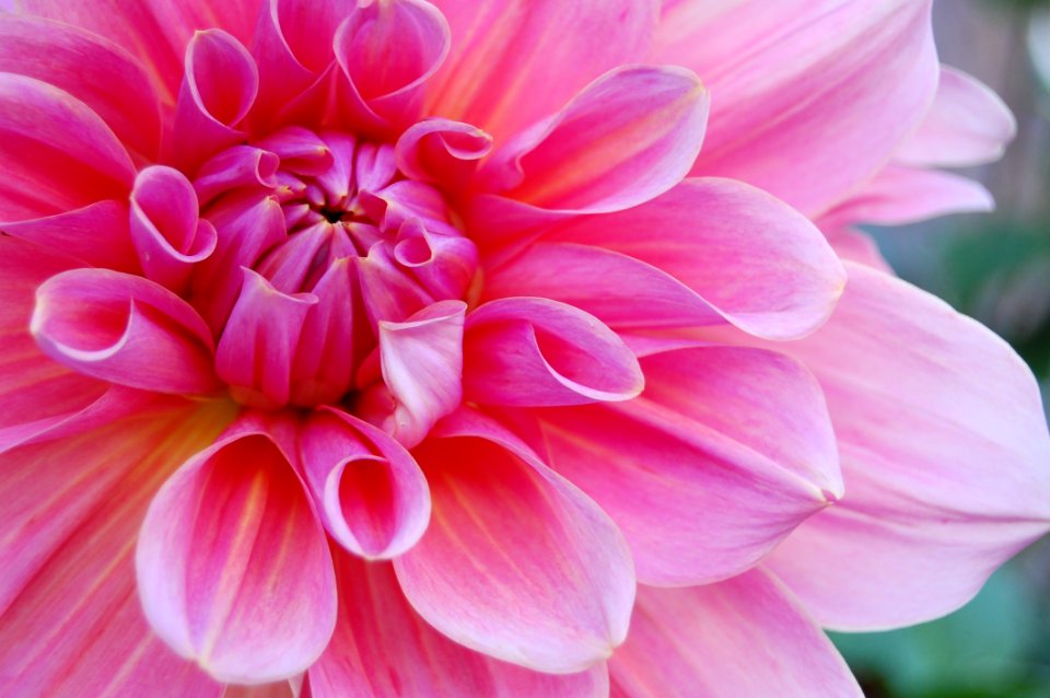 Flower Pink Plant Dahlia
