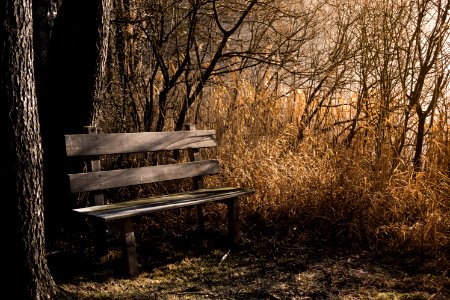 Nature Tree Woodland Woody Plant photo