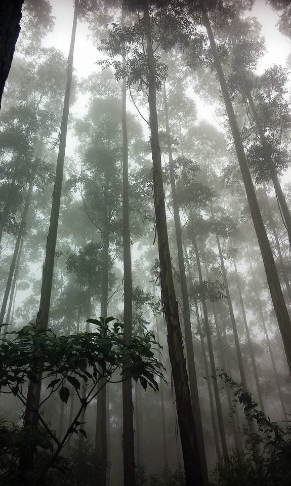 Nature green wood