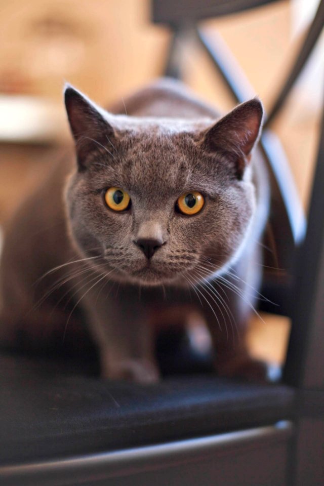 Gray And Yellow Eye Cat