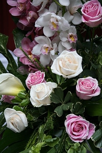 Floral plants natural