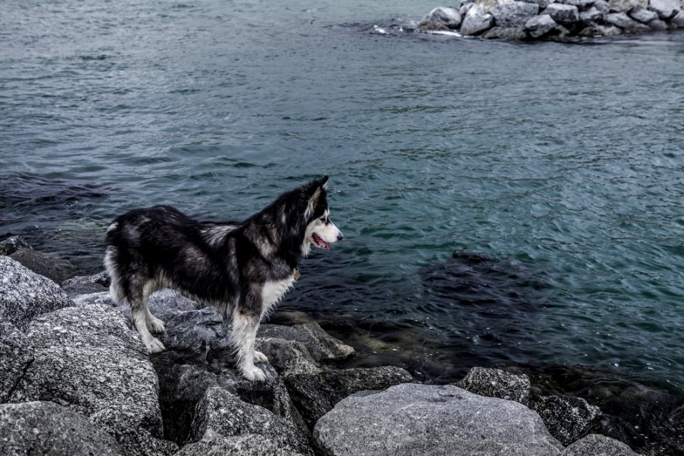 Dog Stood On Rocks By Sea