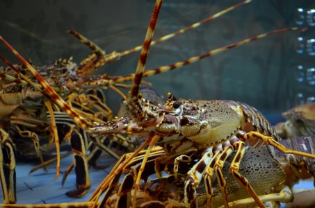 Close-up Of Lobster photo