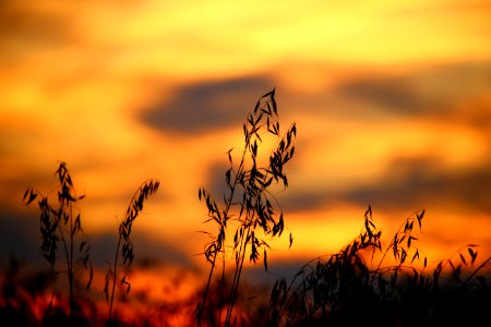 Wheat Field During Sun Set photo