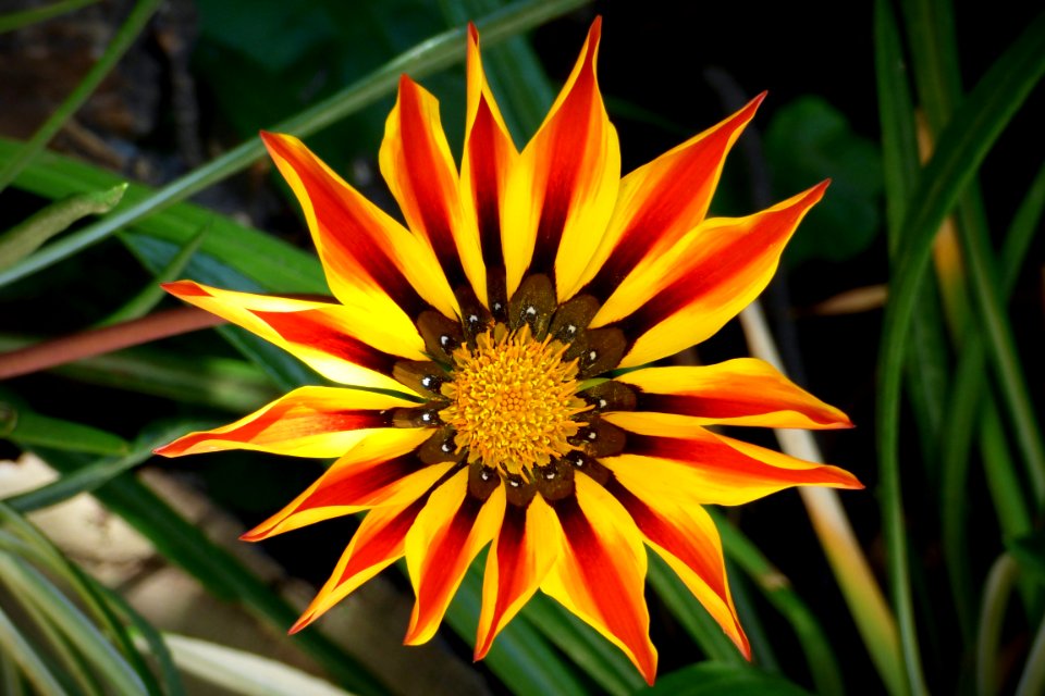 Yellow And Red Flower Blossom
