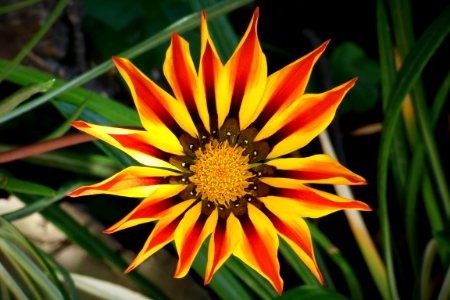 Yellow And Red Flower Blossom