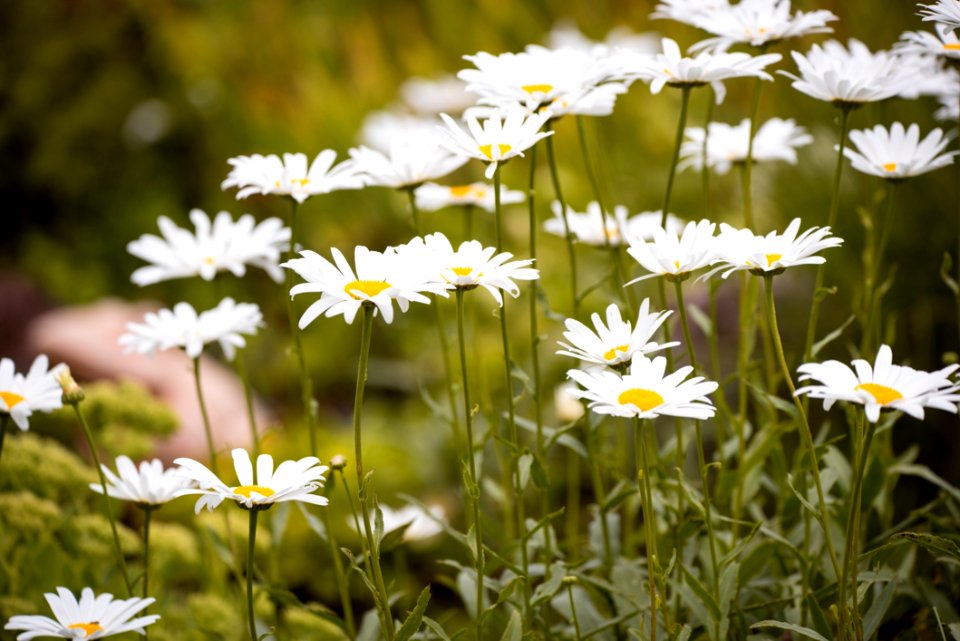 Close Up Photo Of White Petaled Flower Plant