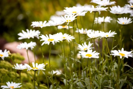 Close Up Photo Of White Petaled Flower Plant photo