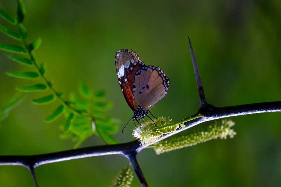 Shallow Photography Of Brown And Black Butterfly Perched On Black Plantbranch