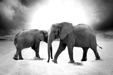 Grayscale Photo Of 2 Elephants photo
