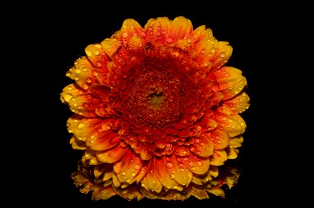 Sun Flower Portrait photo