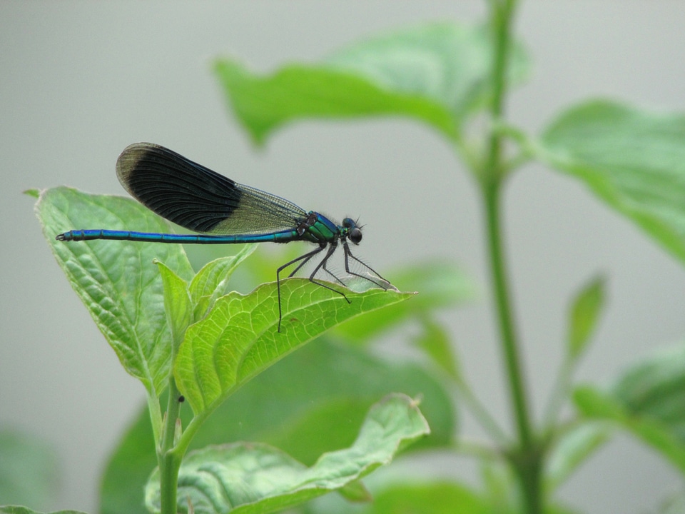 Dragonfly insect animal