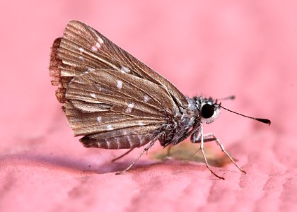 Brown Fly Mouth