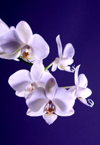 White Moth Orchid In Close Up Photography During Daytime photo