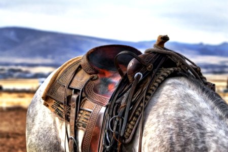 Brown And Black Leather Horse Saddle On White And Gray Animal photo