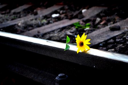 Flower On Rails photo
