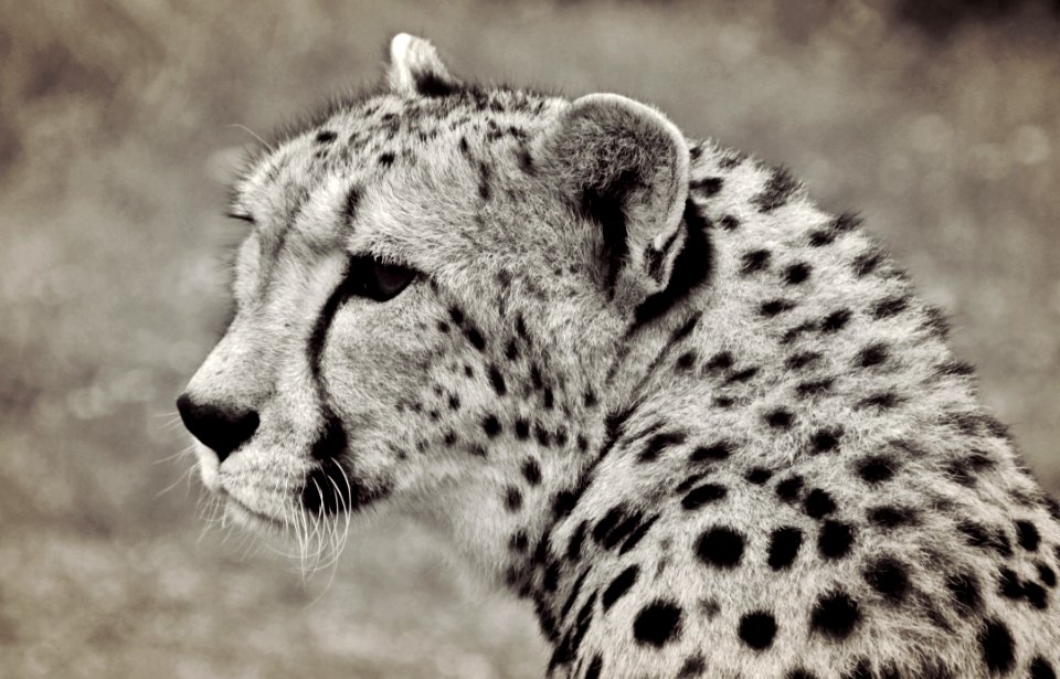 Portrait Of Cheetah
