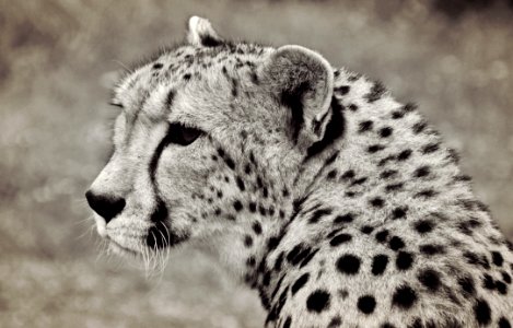 Portrait Of Cheetah photo