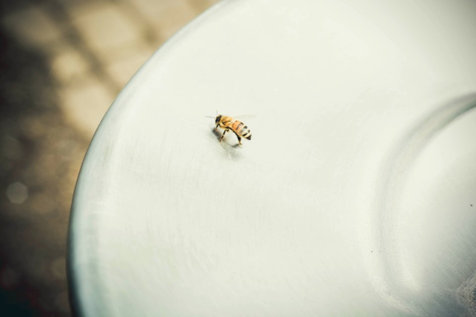 Bee On Plate