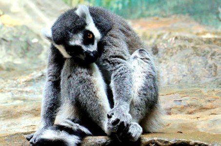 Lemur Sitting On Rock