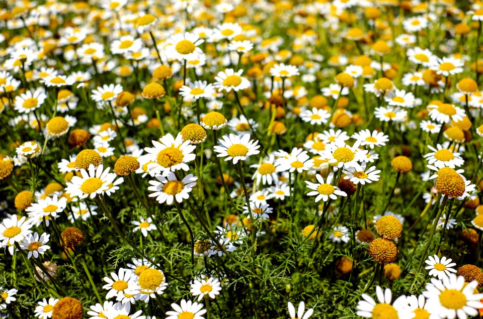 Shallow Focus Photography Of Yellow And White Flowers During Daytime