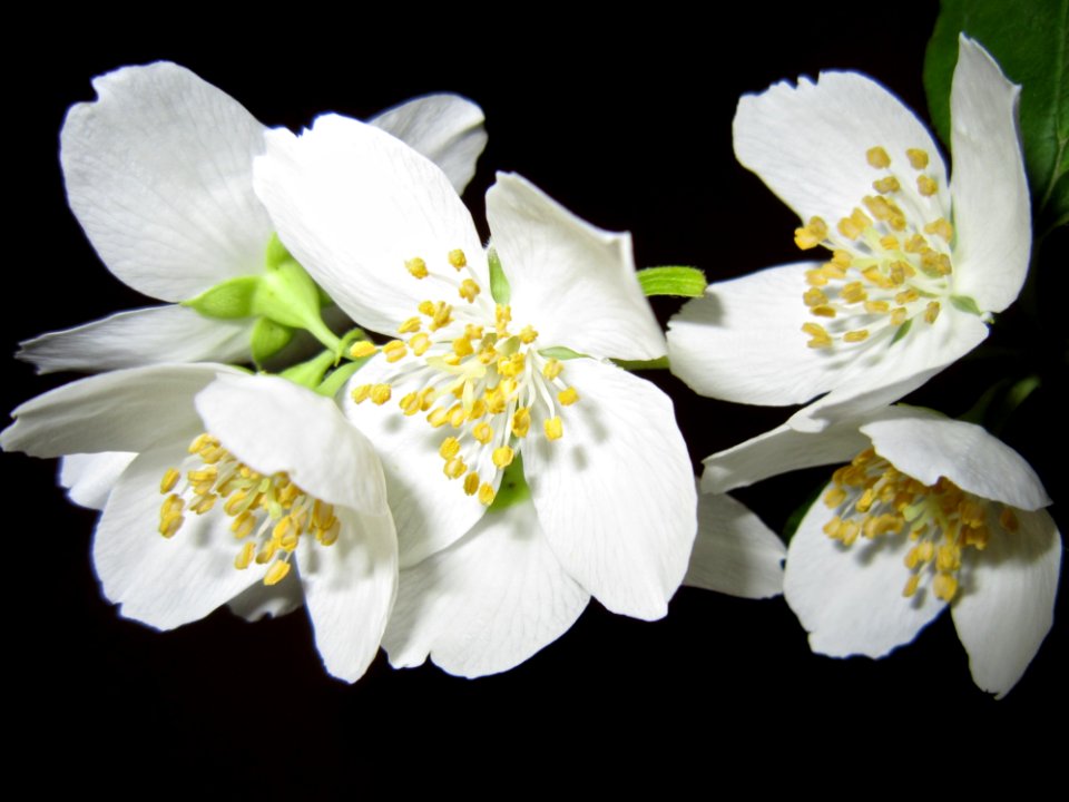 Close Up Photo Of White Petaled Flower