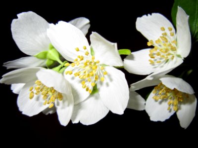 Close Up Photo Of White Petaled Flower photo