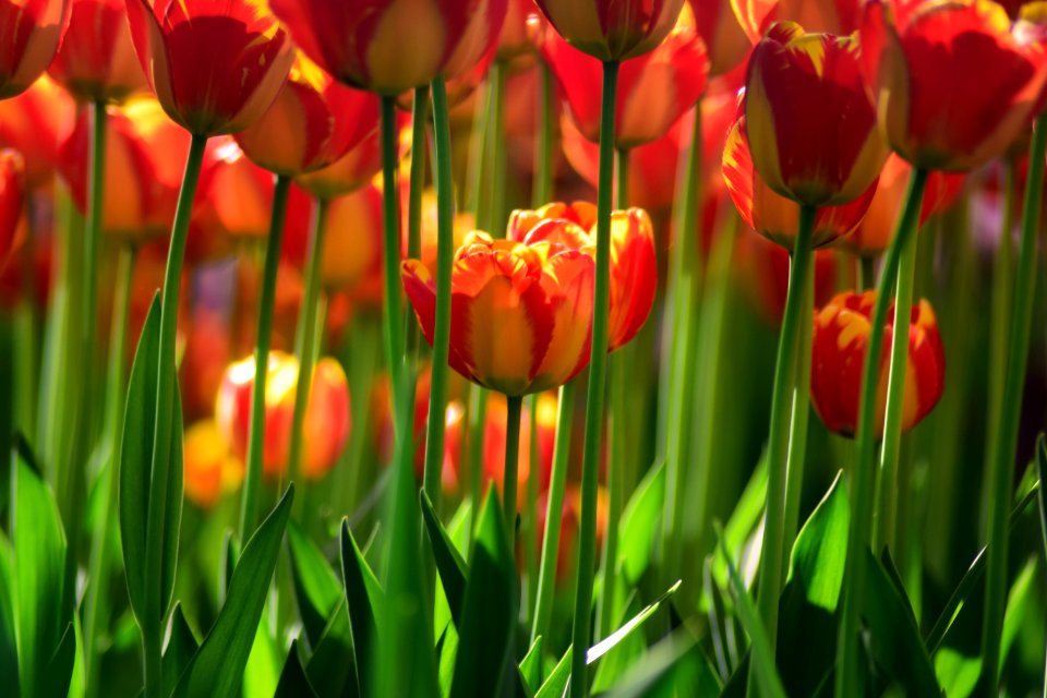 Yellow Red Tulips